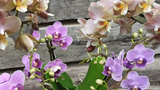 Орхидеи Phalaenopsis Perfumе Valkion парфюмерная фабрика и Виолет Квин Violet Queen, мультифлора, описание, правильная пересадка. Секретики.