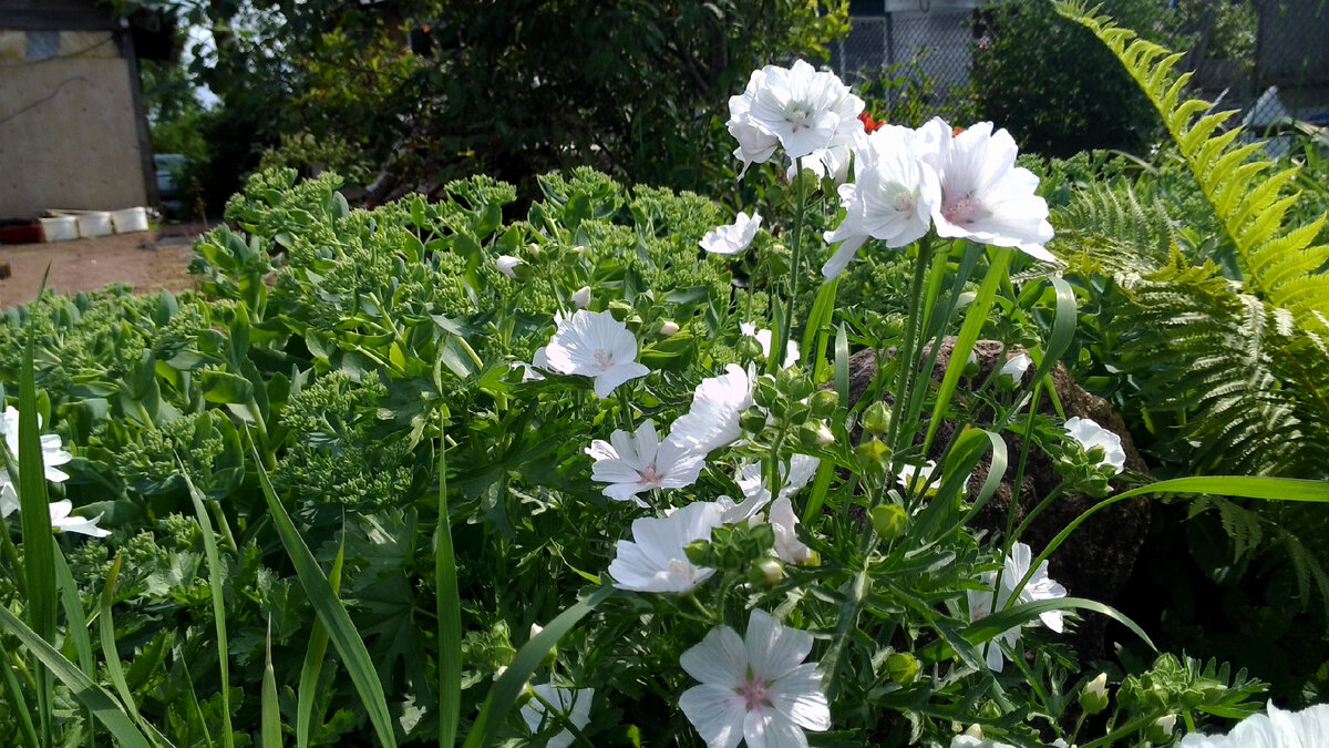 Фото автора. Определила растение на солнечное место