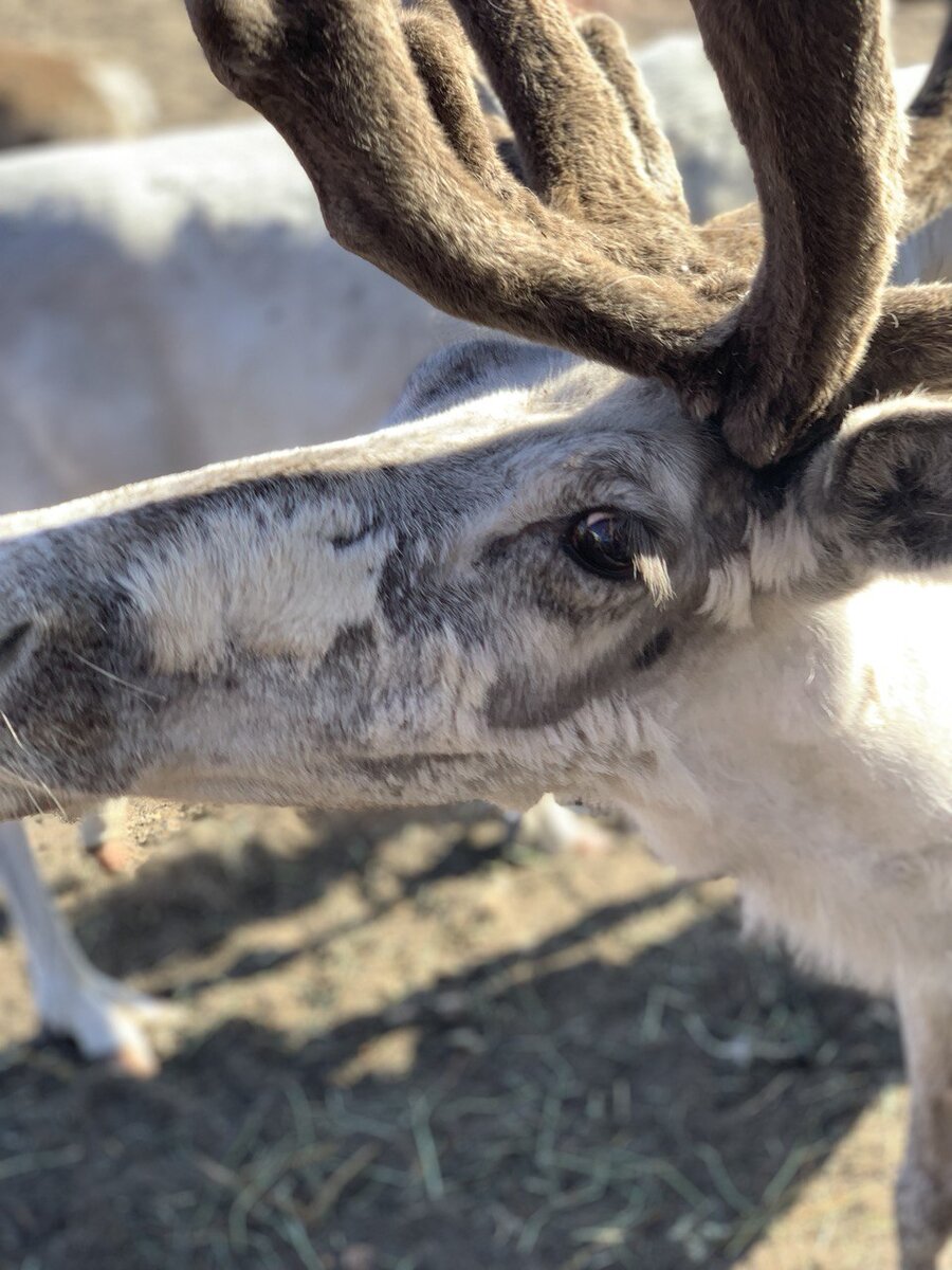 Деревня Северных Оленей. Териберка