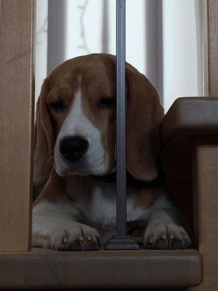 Блительная Бигль Барби. 