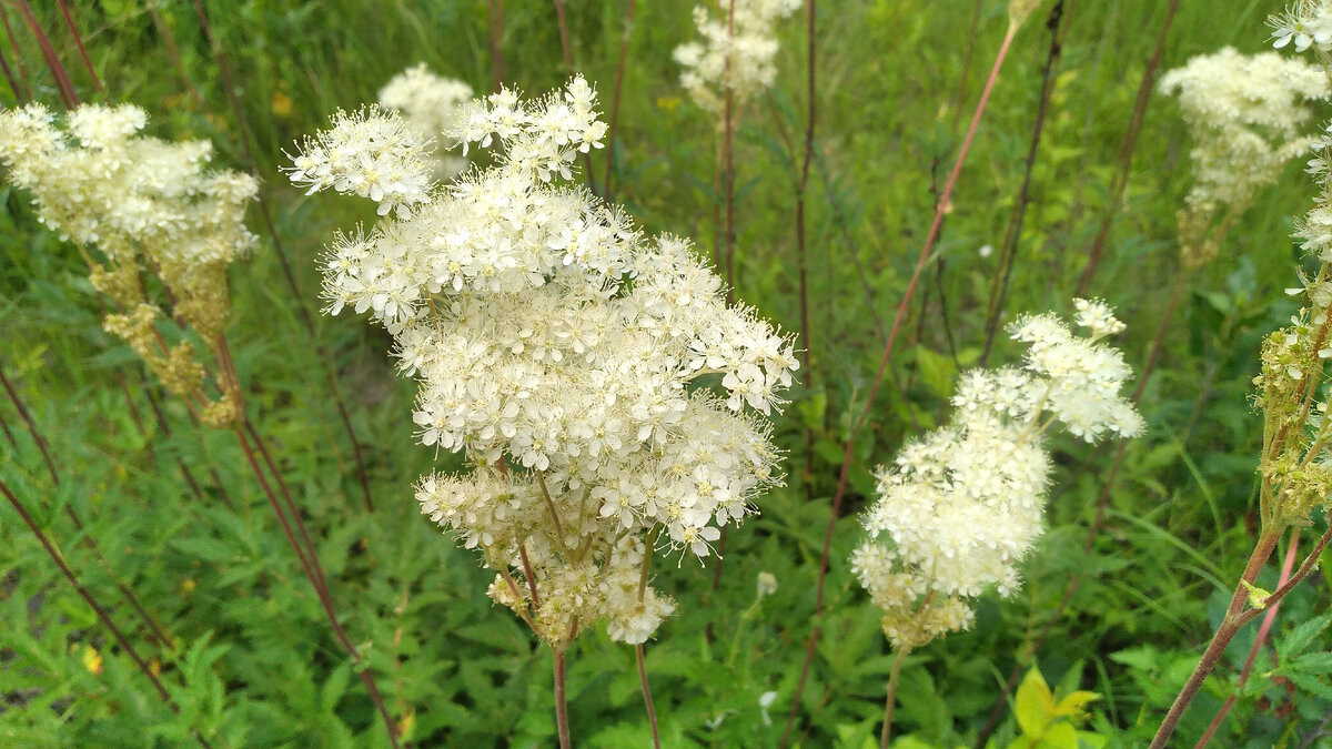 Лабазник вязолистный или Таволга
