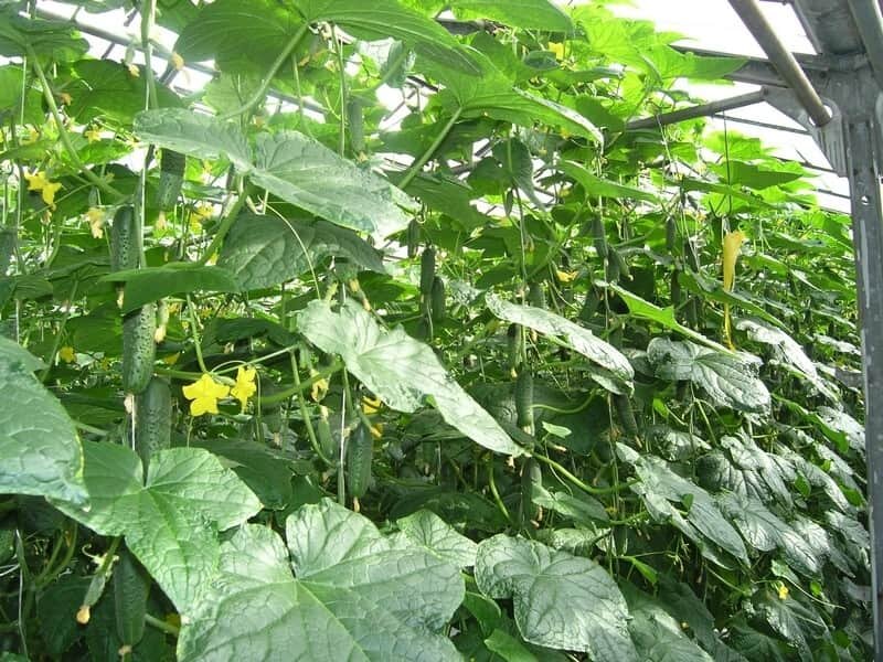 Выращивание огурцов в теплице.