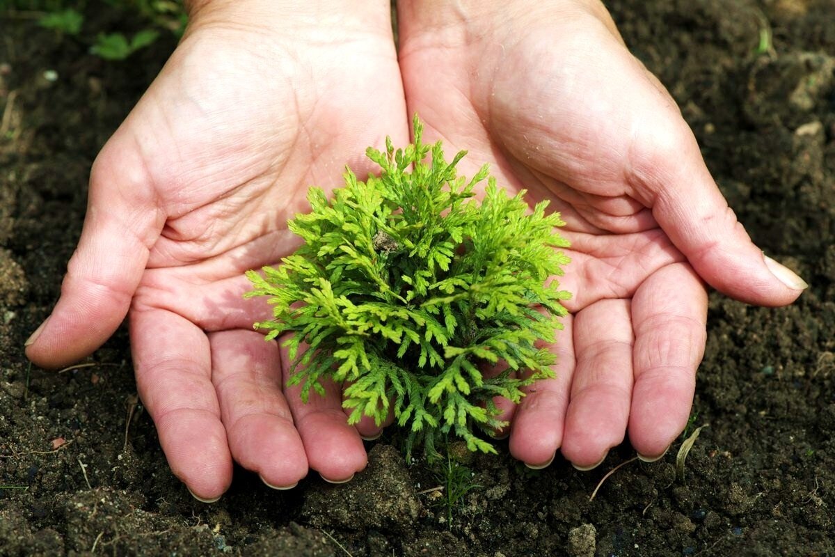     Размножение туи черенкованием: самый простой способ для дачников