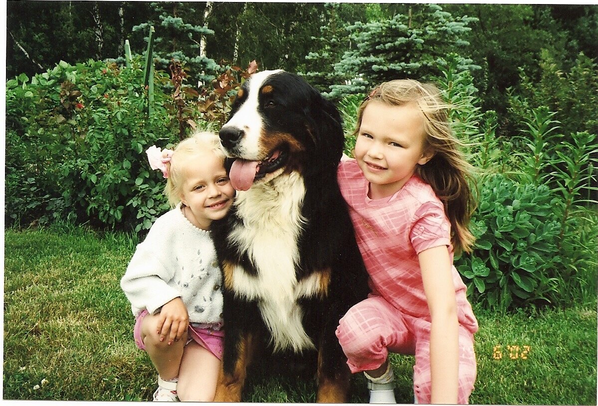 Бернский зенненхунд Корона России Журден (Дэн)