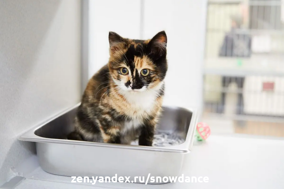 Болезни почек у кошек: что нужно знать?