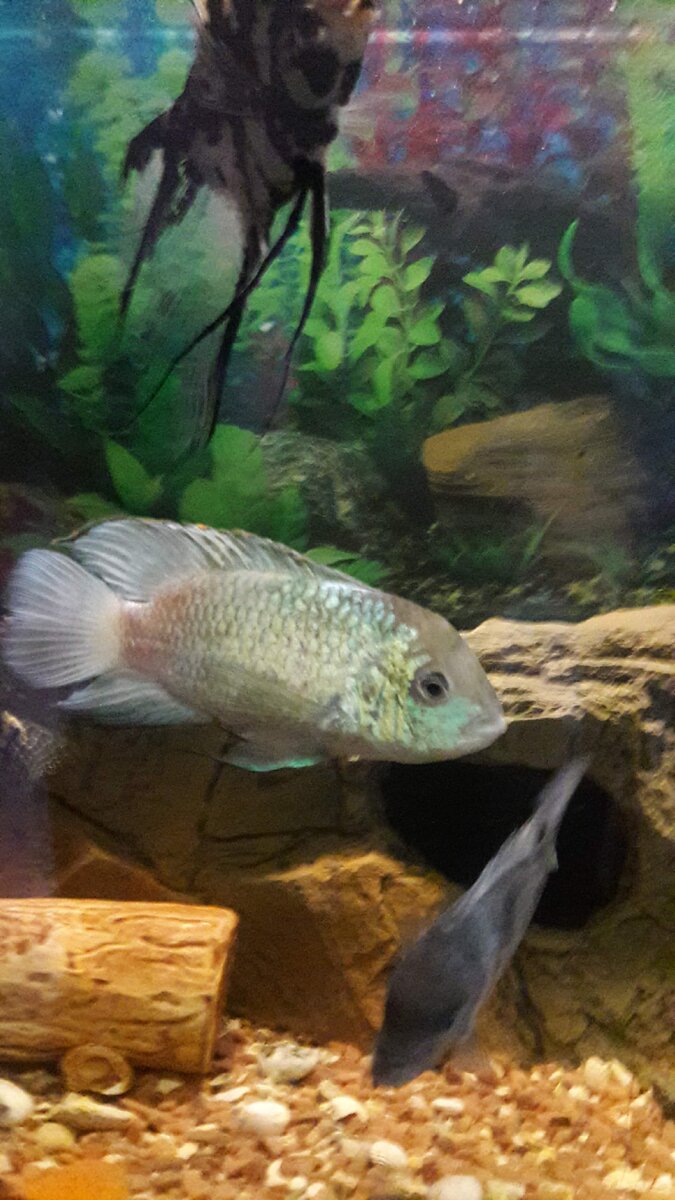 Дельфин , нанокара и скалярия 