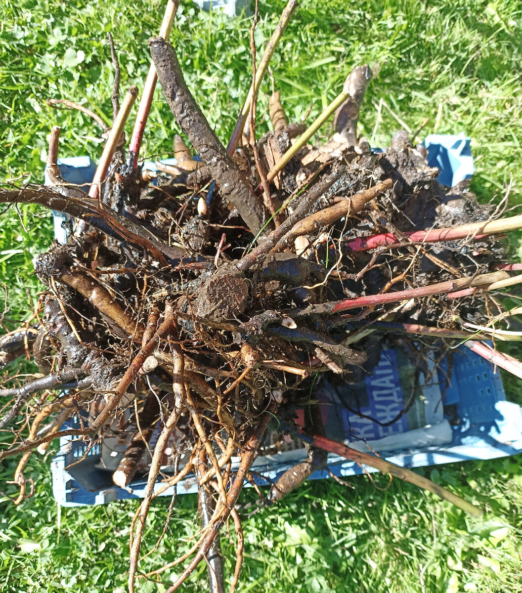 Выкопанный, помытый и разделённый на деленки пион. 