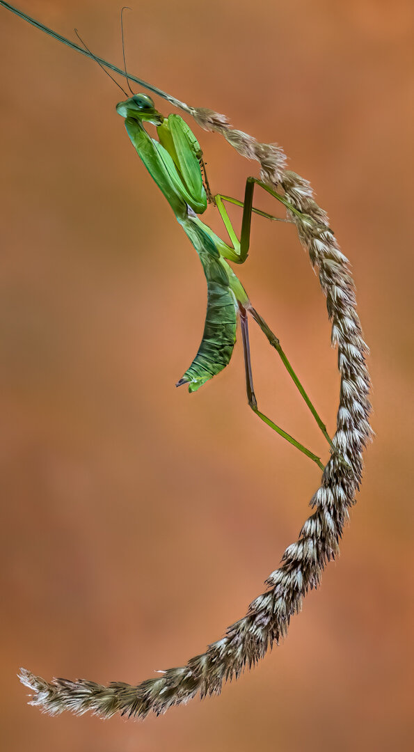 PSA Honorable Mention (Stone Belt club), Praying Mantis on Ear of Wheat/   