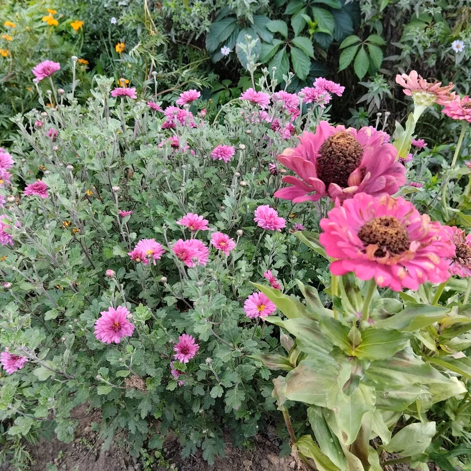 Просто осенние цветы, кусочек сада