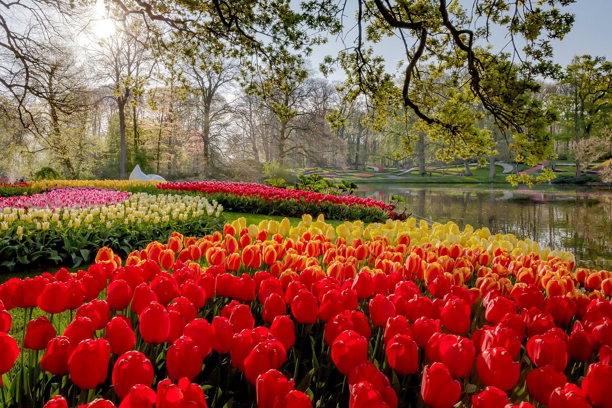 Фото Keukenhof