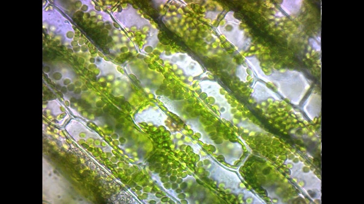 Вот так выглядит хлорофилл, находящийся в клетках. https://i.ytimg.com/vi/0WCWgMqouaI/maxresdefault.jpg