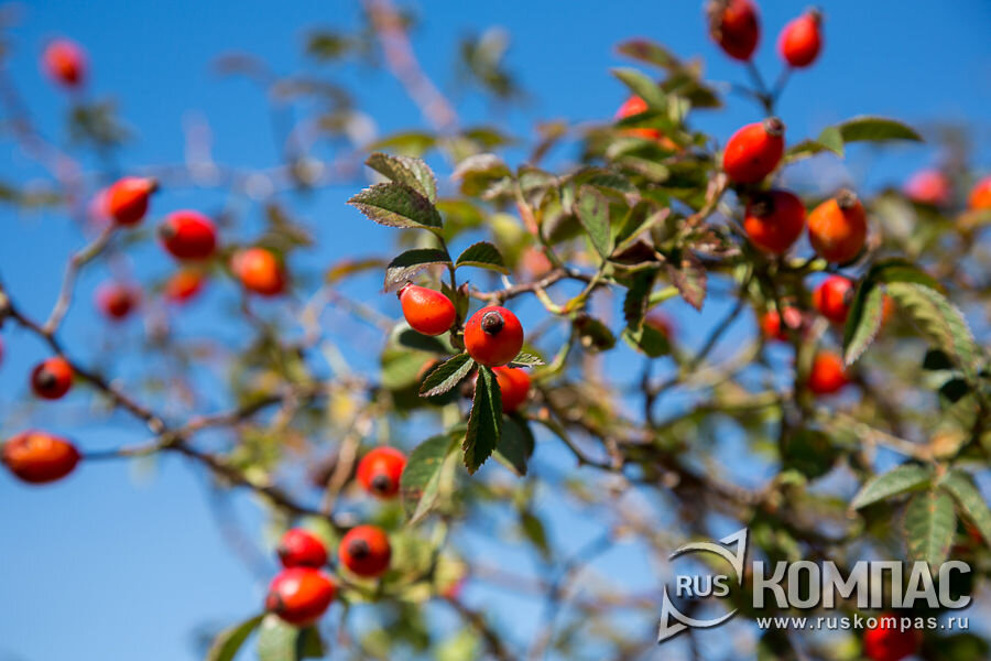 Так выглядят спелые плоды шиповника