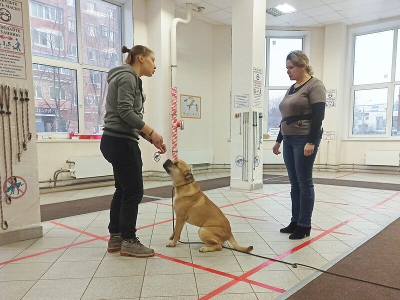  ка де бо Макс на занятиях в Дог-центре Тольятти.

Инструктор - кинолог Российской кинологической федерации Виталия Гусева 