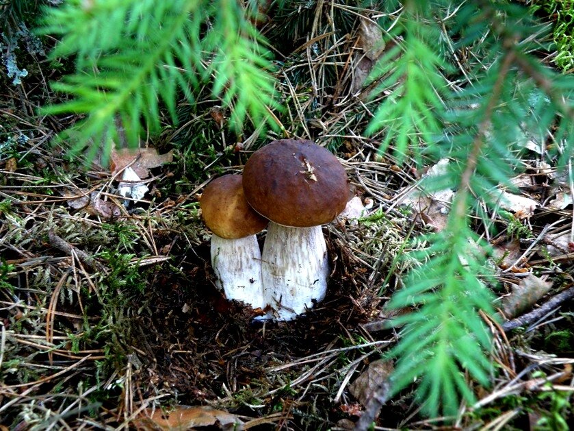 в хвойном лесу растут грибы. грибы маслята тихая охота. свинухи лесные. маслята грибы в хвойном лесу. в хвойном лесу растут грибы.