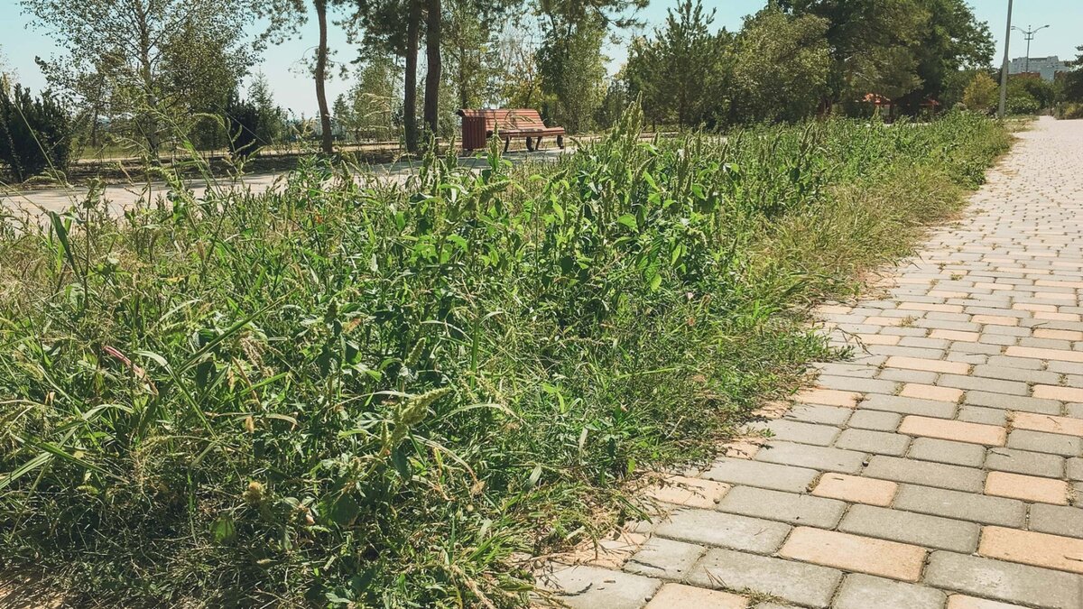     Житель Партизанского округа в Приморье вырастил 346 кустов конопли и собрал почти килограмм наркотического растения. На 46-летнего мужчину завели уголовное дело сразу по двум статьям.