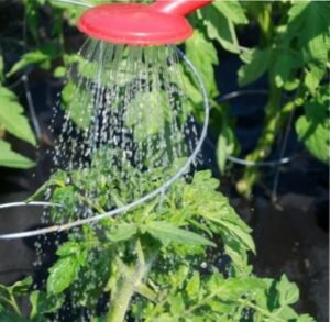 обработка помидоров