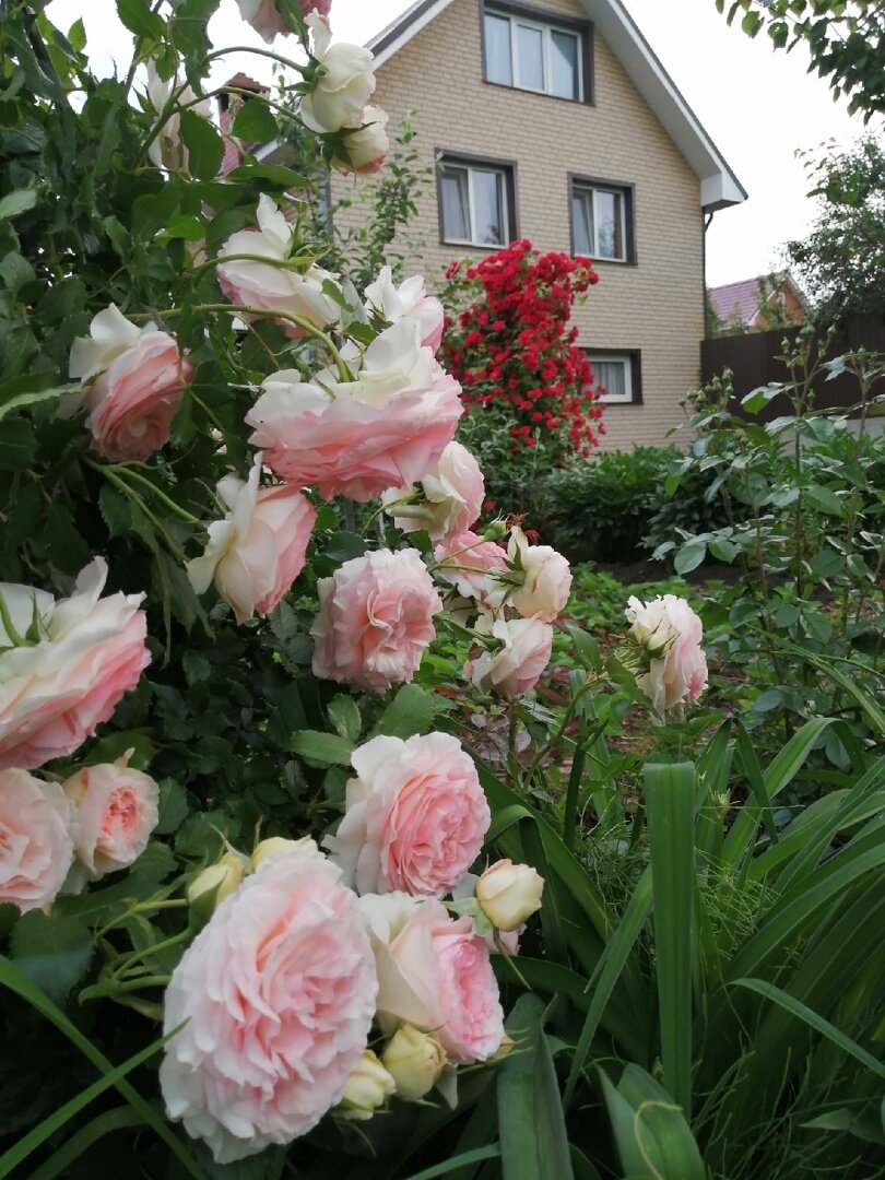 Когда стройка закончилась - подросли и розы