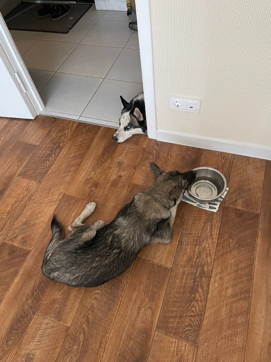 Стараясь подружиться, она засыпала максимально близко, даже миска не мешала!