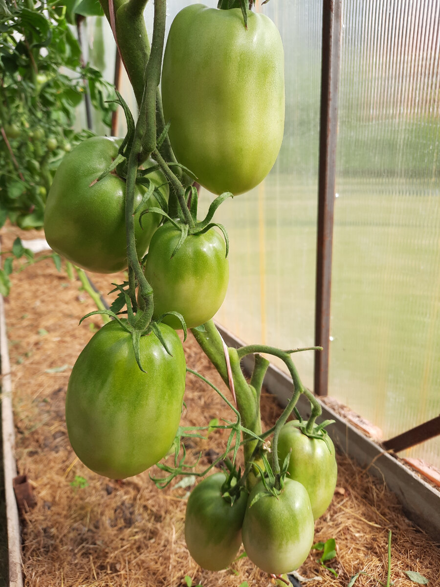 Томаты июньского посева