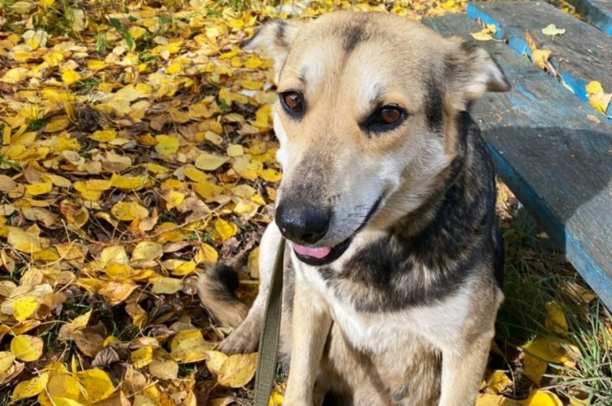    В Твери спасли собаку, бывшие владельцы которой ели ее щенков