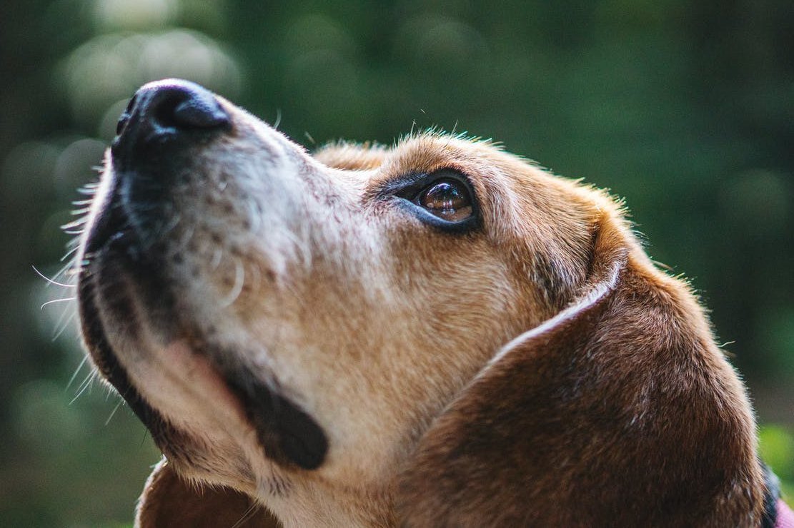     Обязательно ли делать прививку собаке, кошке: противопоказания