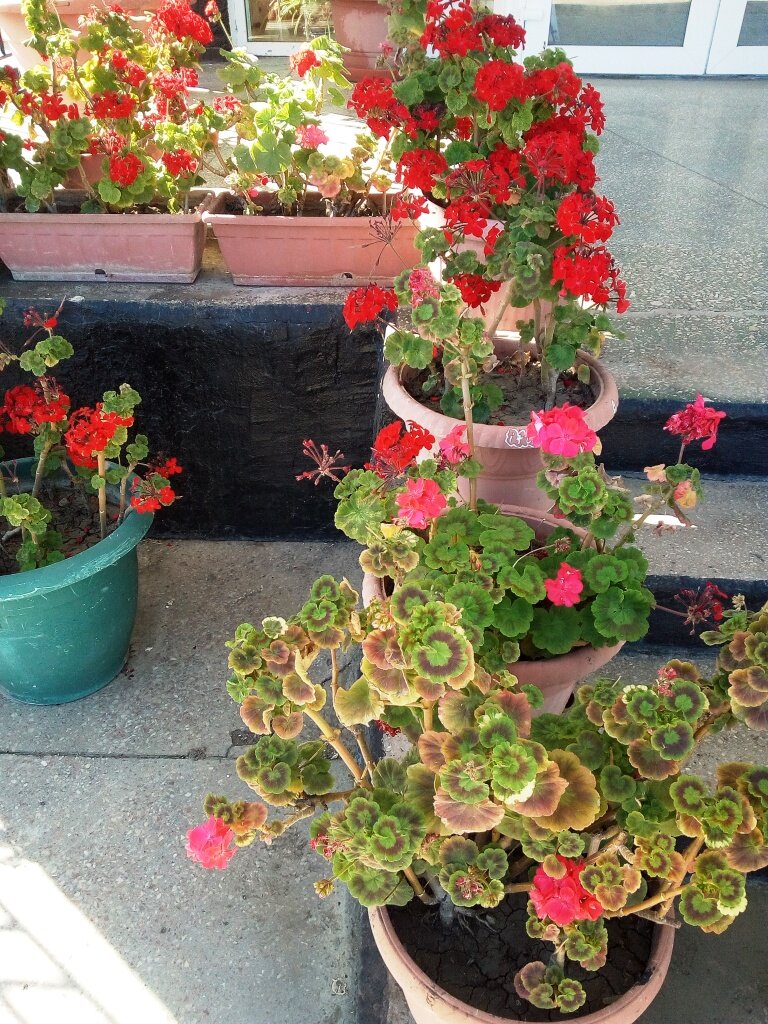 Цветы у "Голубого залива". Фото автора канала.