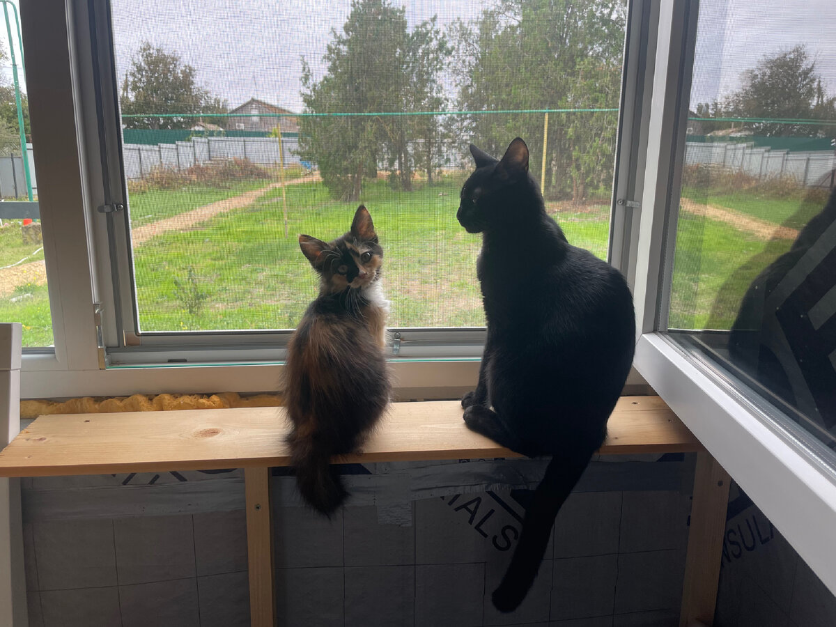 Кхалиси и Мистик дышат воздухом 