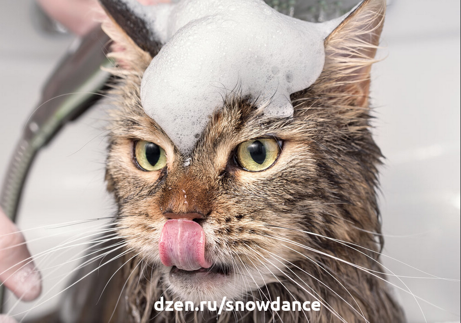 Как вы купаете свою кошку? Вот в чем вопрос.. | КотоВедение | Дзен