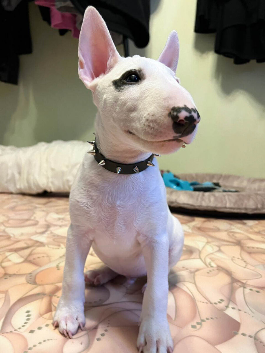 Брутальный мужчина:)