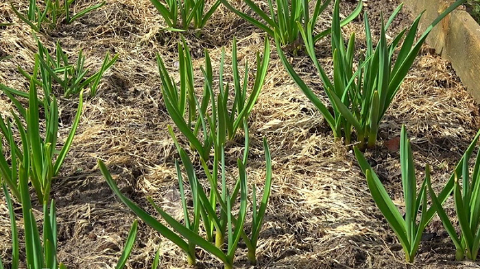 семейный чеснок