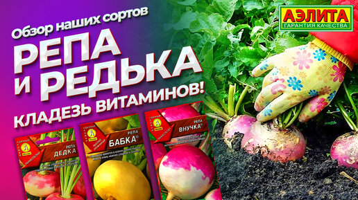 РЕПА, РЕДЬКА и ДАЙКОН - профилактика ОРЗ и ОРВИ! Суперполезные культуры, которые НЕ боятся заморозков.