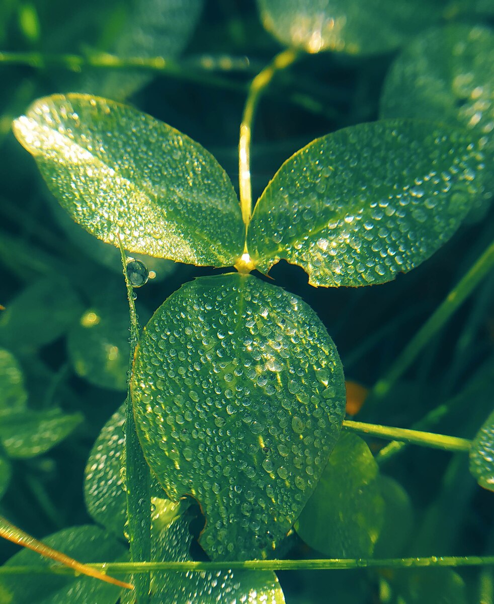 только посмотрите как ровненько расположены капельки
