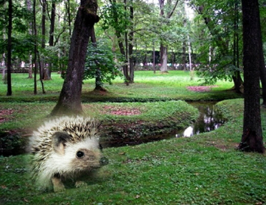 фото коллаж автора
