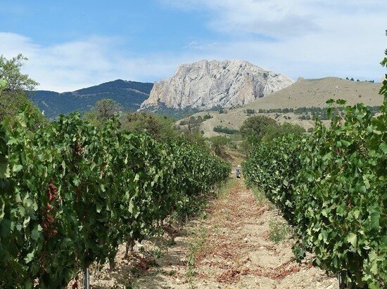     Фото пресс-службы Минсельхоза Республики Крым