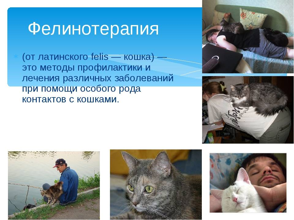 История болезни кошки. Кошка лечит человека. Кошки помогают людям. Кошки лечат. Фелинотерапия.