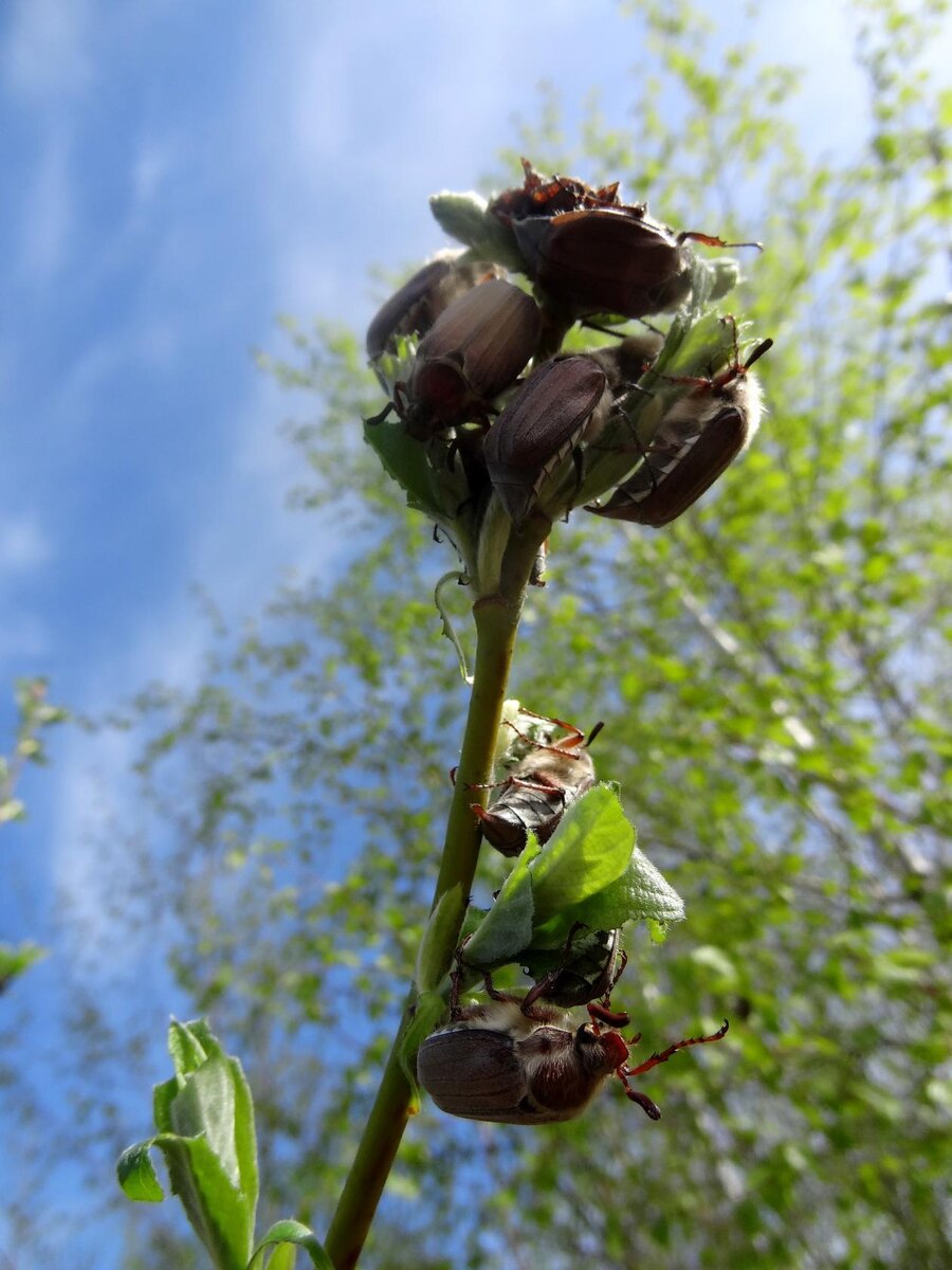 Майские жуки.