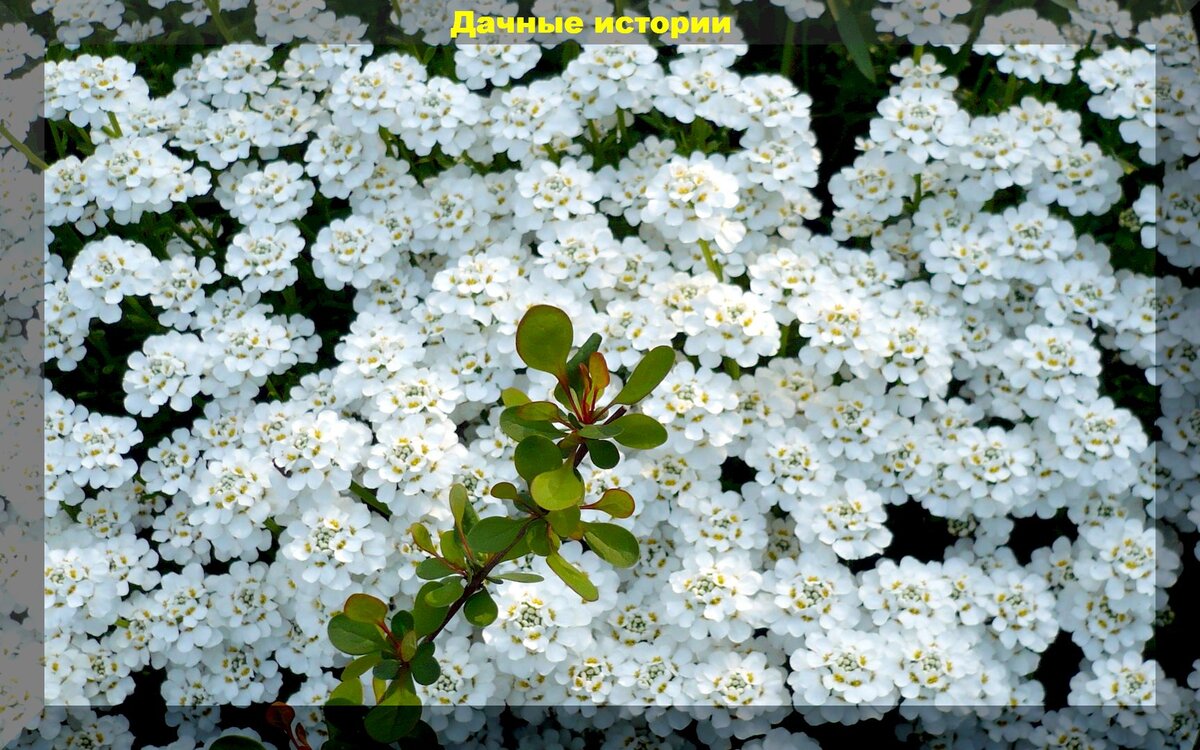 https://vk.com/photo-159774511_457246269. Иберис вечнозеленый — Iberis sempervirens