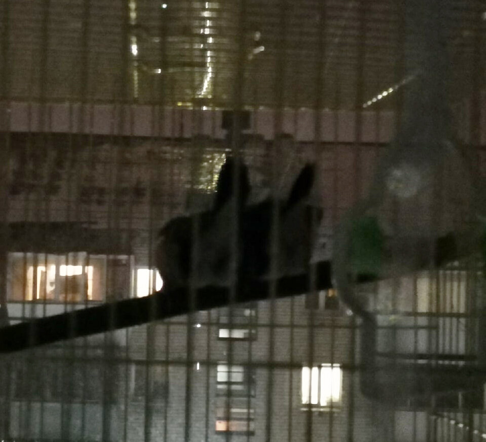 Вот так спит парочка амадинок — два комочка, попцы наверх.