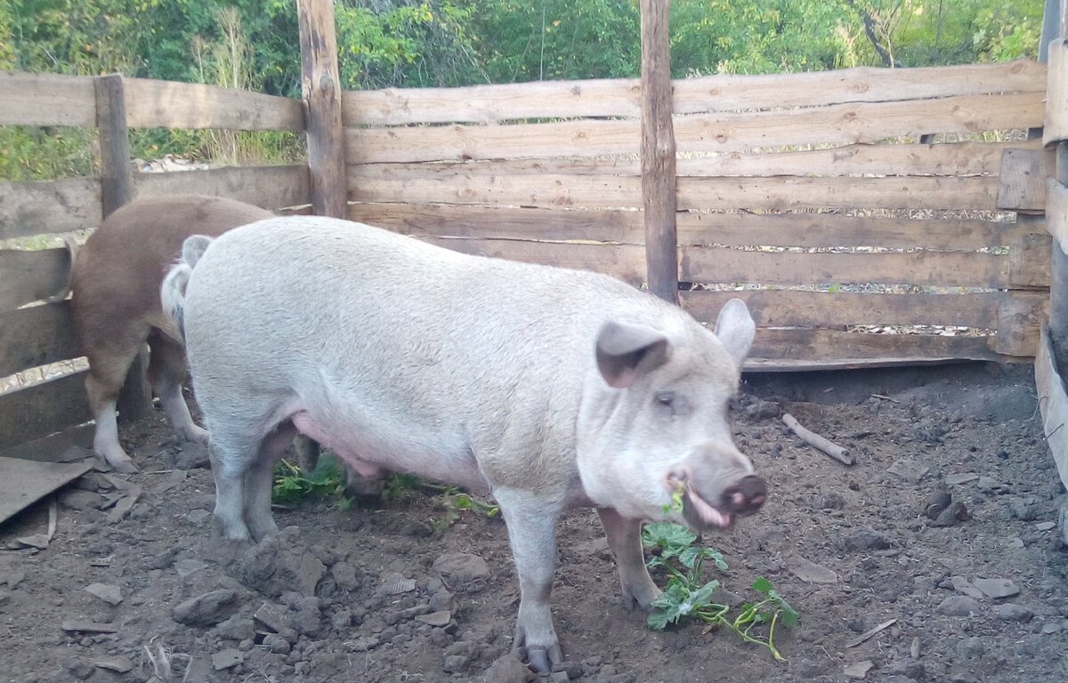 наши  Василий с Фросей