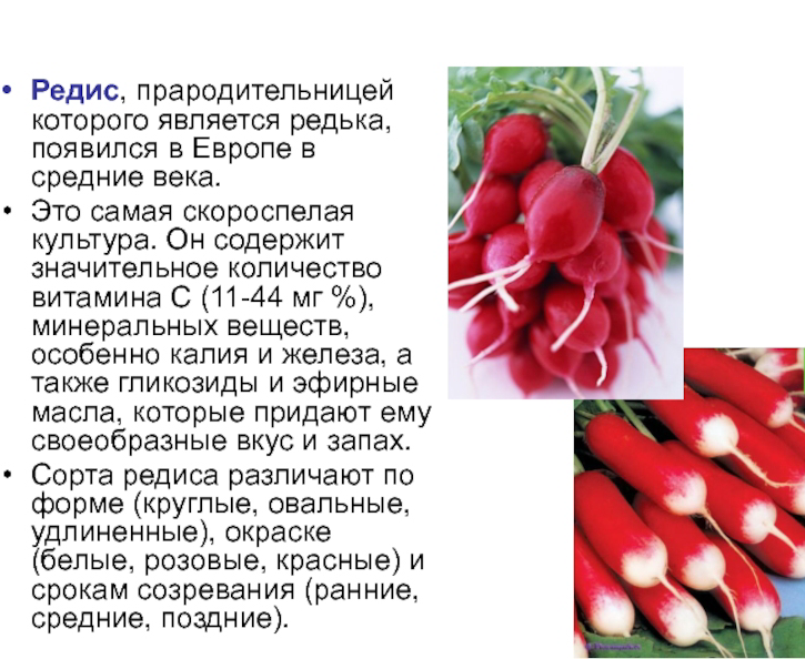 Лук и редис к какому семейству. Полезные витамины в редиске. Редиска информация. Чем полезен редис. Редис чем полезен для человека