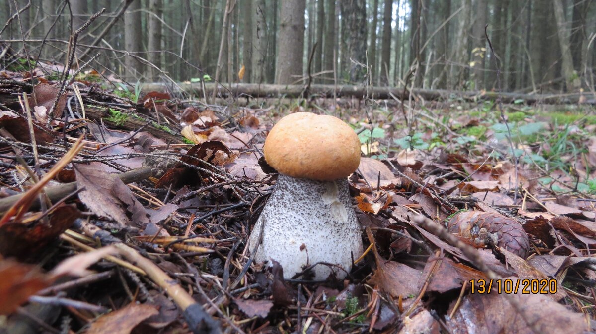 Коровник (Paxillus involutus) фото и описание