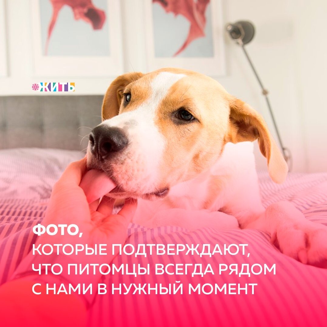 Если у Вас когда-либо было домашнее животное, Вы точно хоть раз думали, что питомец понимает, что Вы чувствуете. Что всякий раз, когда Вы испытываете стресс или чувство одиночества, они рядом и заботятся о Вас💓

Исследования доказывают, что это не просто чувство: домашние животные могут улавливать эмоциональное состояние своего владельца и реагировать на него. Они действительно чувствуют, когда их хозяевам грустно, и начинают утешать🙌

Перед Вами некоторые из примеров доброты питомцев к их хозяевам☝️

А Ваш четвероногий друг заботится о Вас?

#жить #проектжить #животные