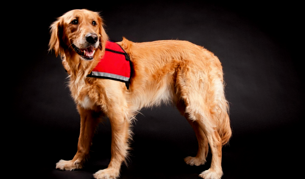 Служебные породы собак