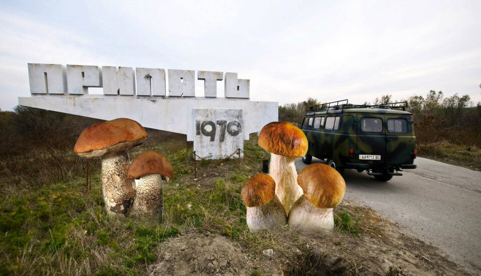 Грибы радиация. Чернобыль мутация грибы. Грибы на Чернобыльской АЭС. Мутированные грибы в Чернобыле. Чернобыль зона отчуждения грибы.