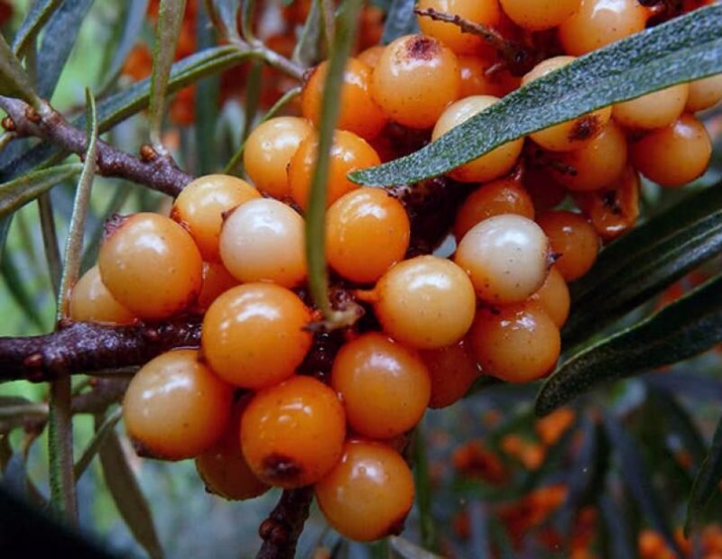  Облепиха. Иллюстрация для статьи используется с сайта howmaster.ru