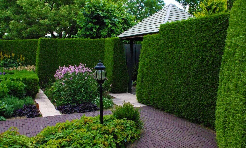 Живая изгородь из туи