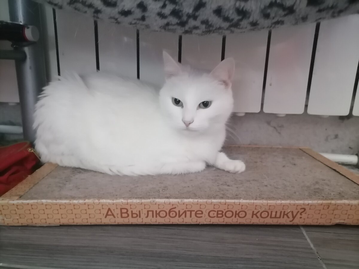 Белая кошка. Фото автора.