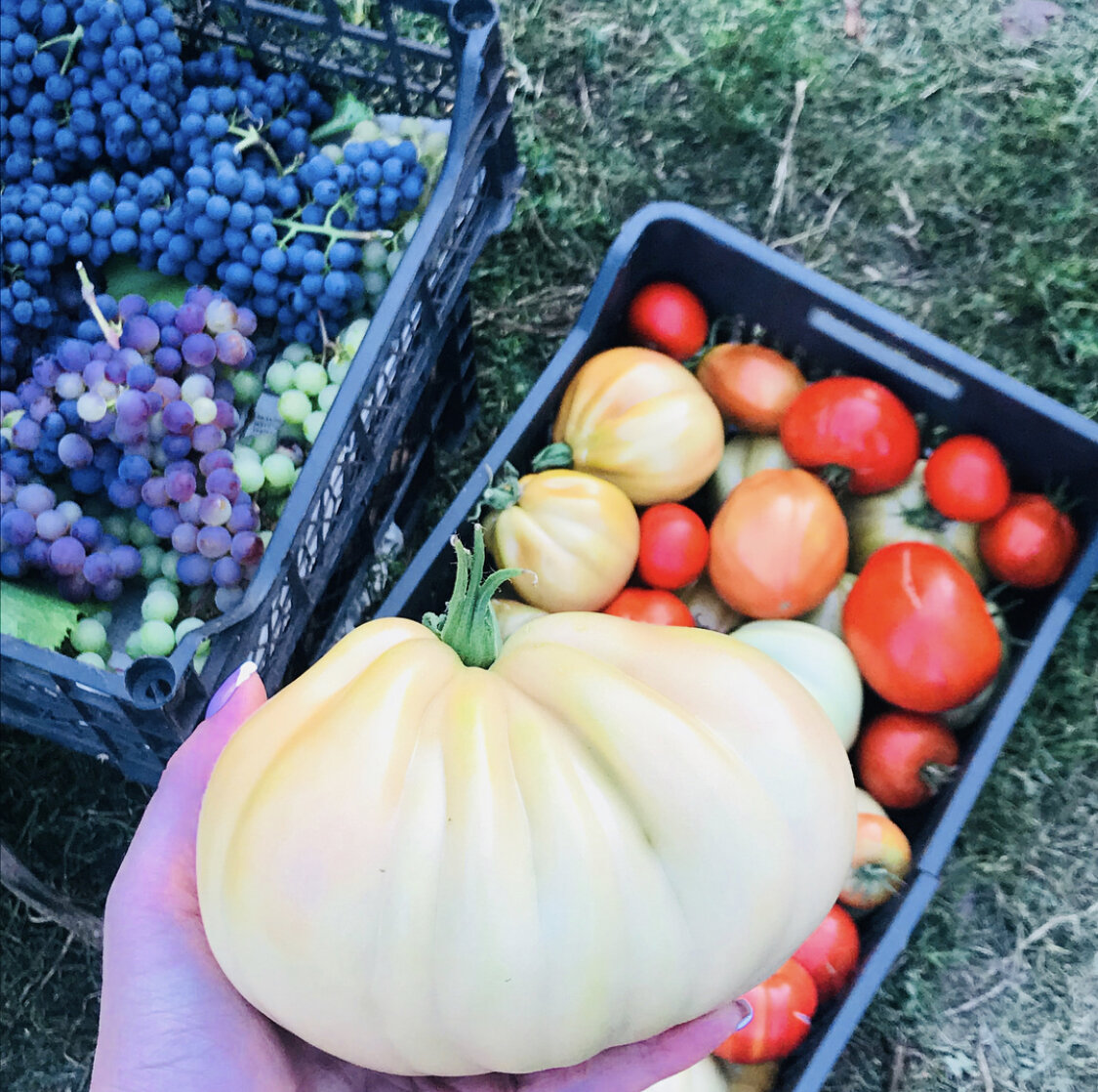 Урожай моей свекрови