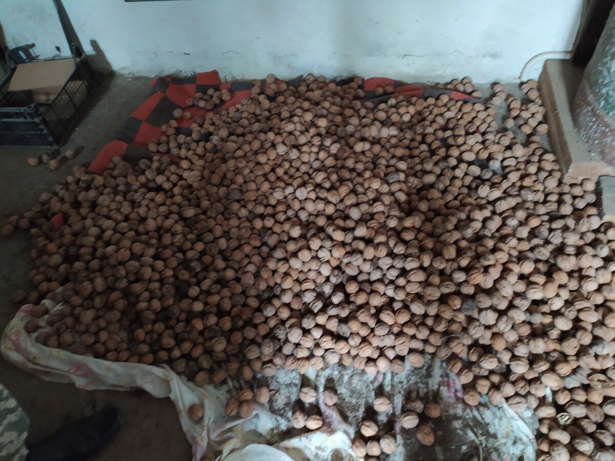 Фото автора Свои орехи всегда есть в рационе