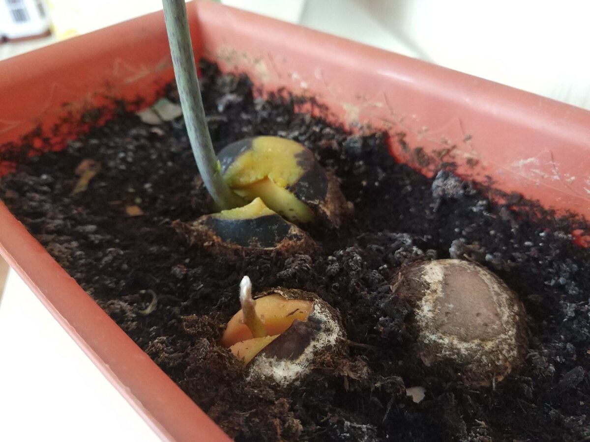 Все таки проклюнулась еще одна косточка, 6 месяцев сидела в земле